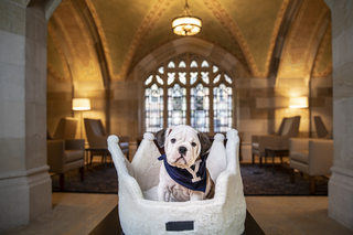 Olde English Bulldog sitting in a crown-shaped dog bed in a cathedral-like room